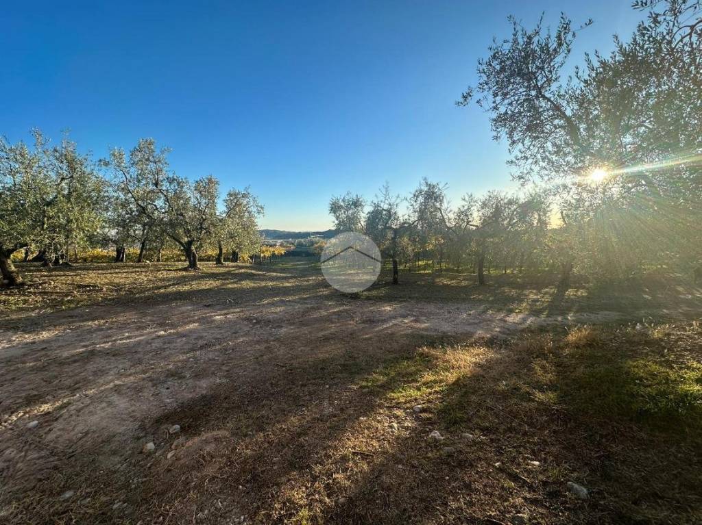 immagine annuncio 2 di 11