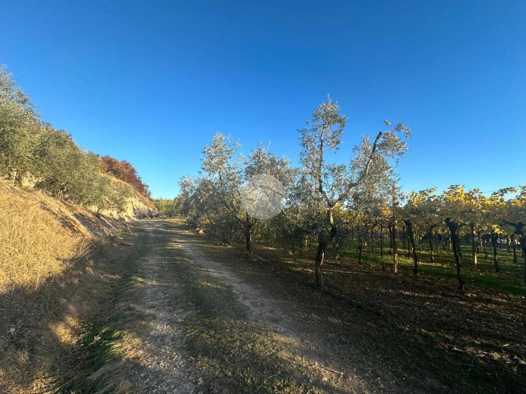 immagine annuncio 3 di 11