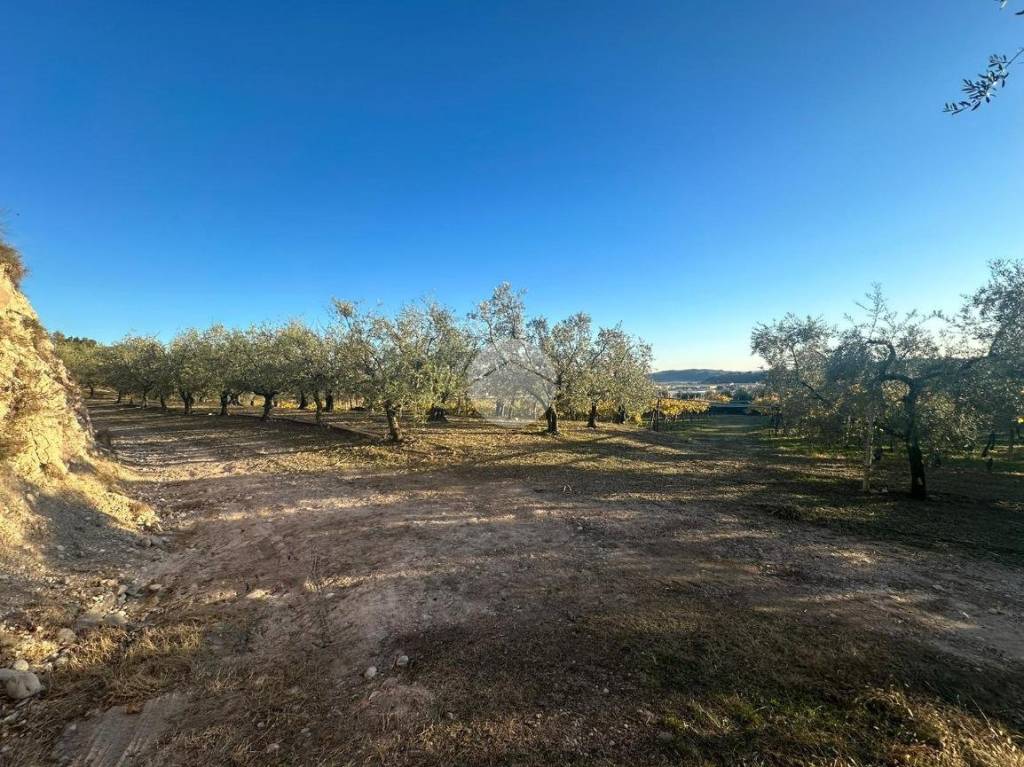 immagine annuncio 5 di 11