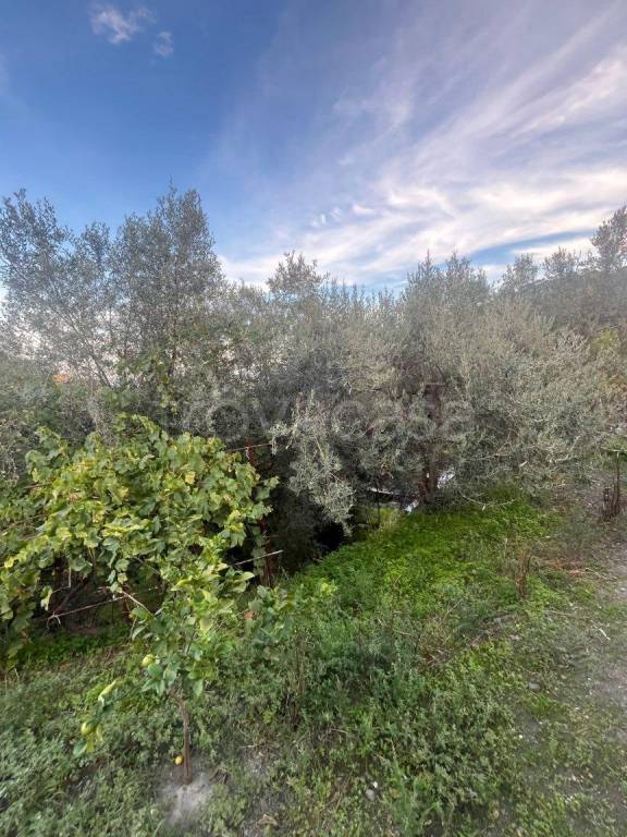 immagine annuncio 3 di 7