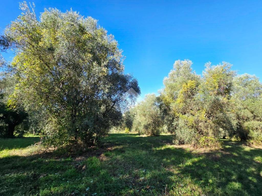 immagine annuncio 5 di 11