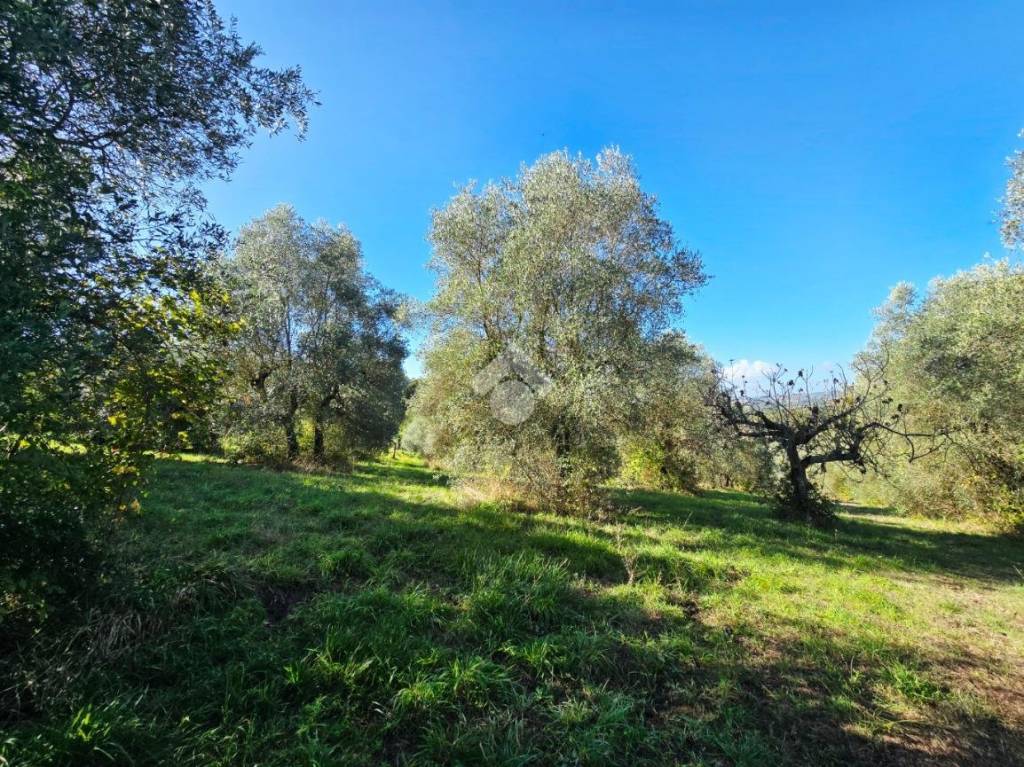 immagine annuncio 6 di 11