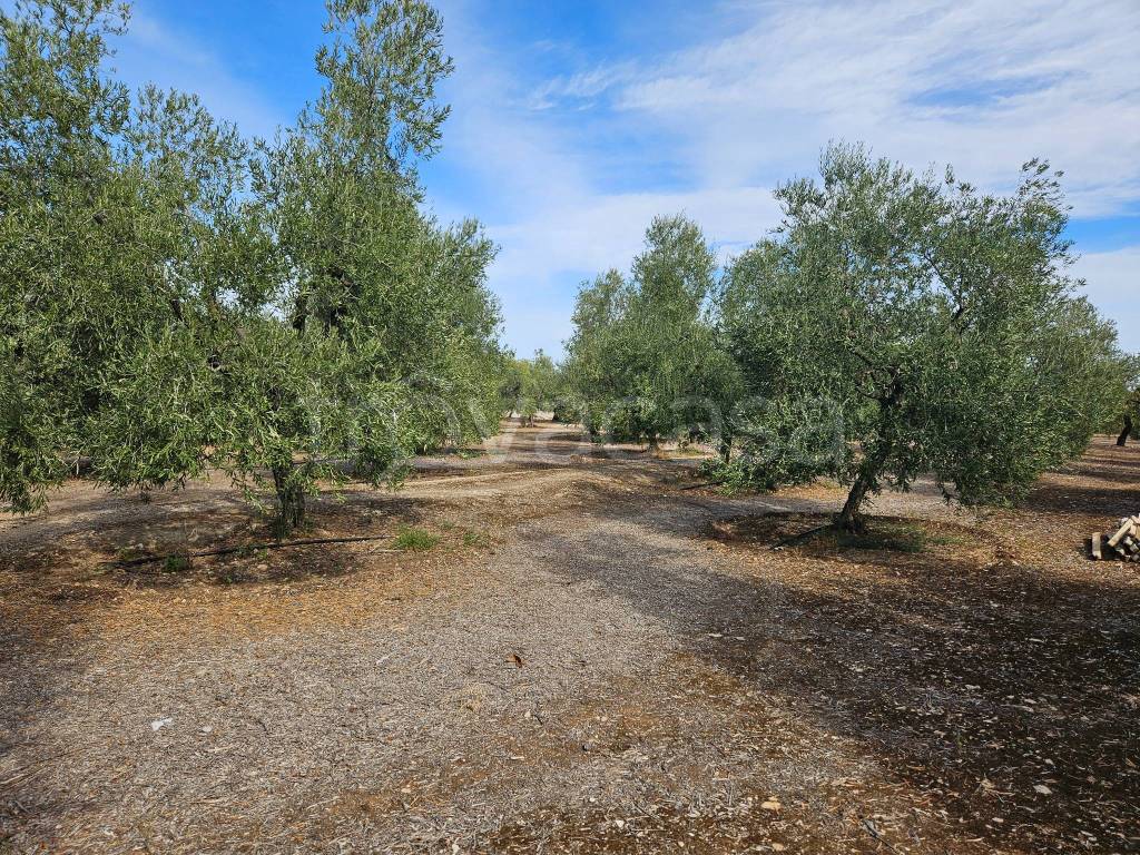 immagine annuncio 1 di 6