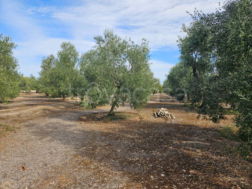 immagine annuncio 2 di 6