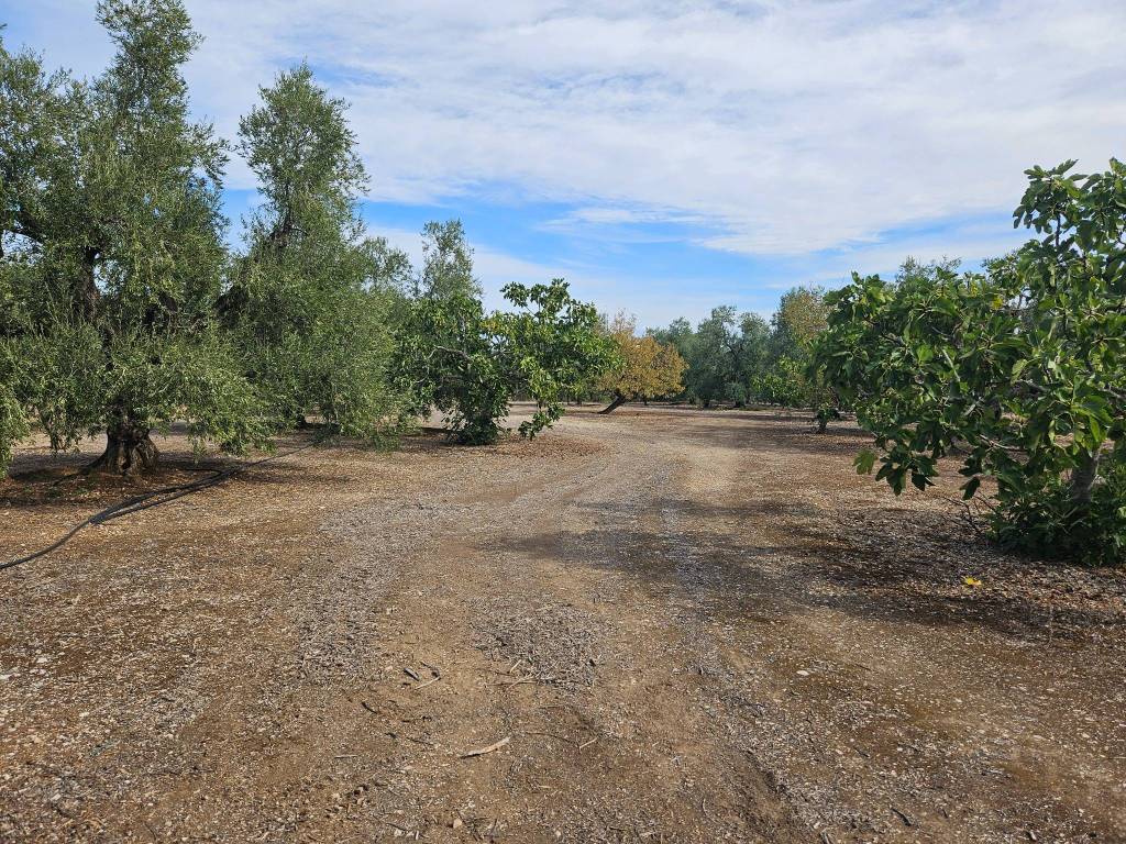 immagine annuncio 4 di 6