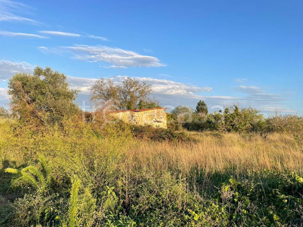 immagine annuncio 4 di 8