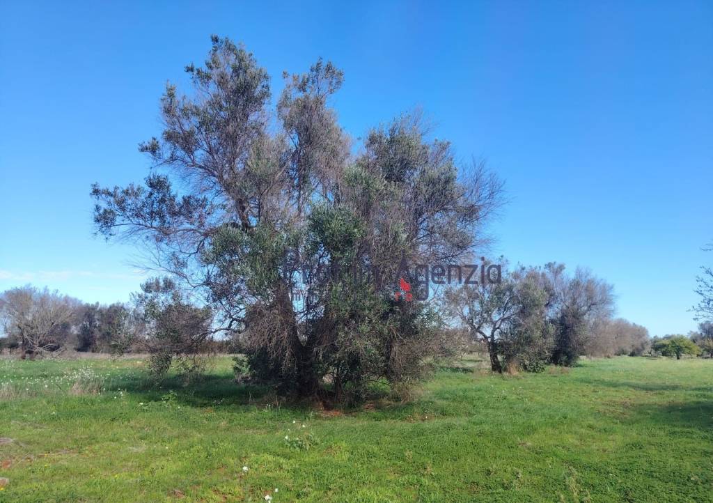 immagine annuncio 4 di 11