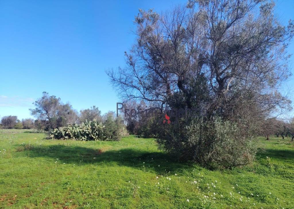 immagine annuncio 5 di 11