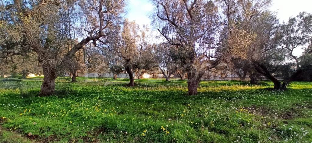 immagine annuncio 4 di 9