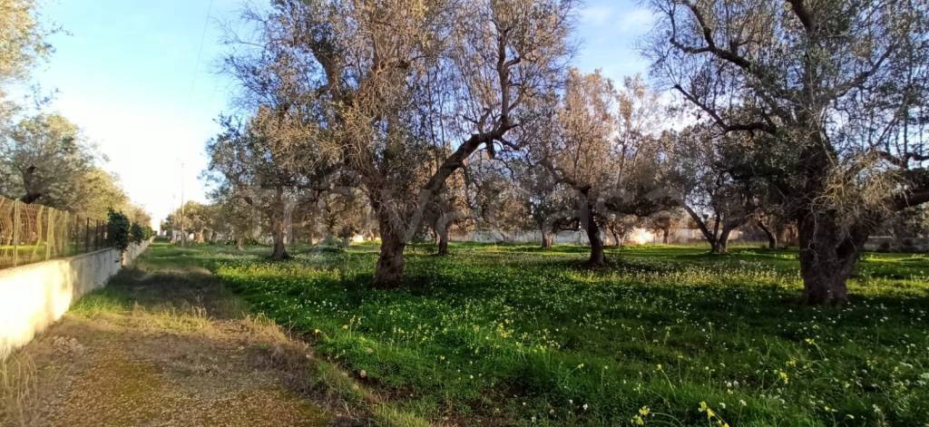 immagine annuncio 5 di 9