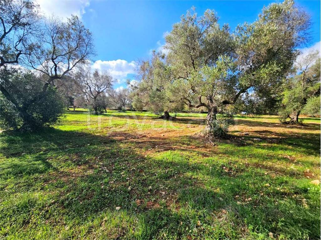 immagine annuncio 5 di 12