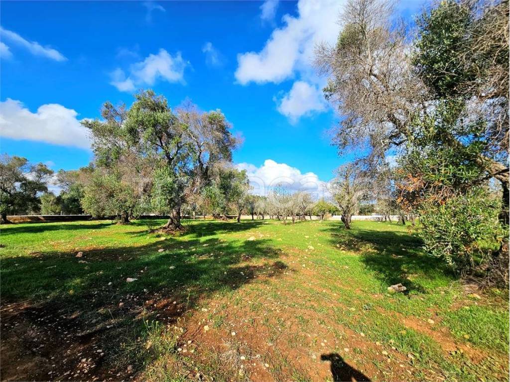 immagine annuncio 8 di 12