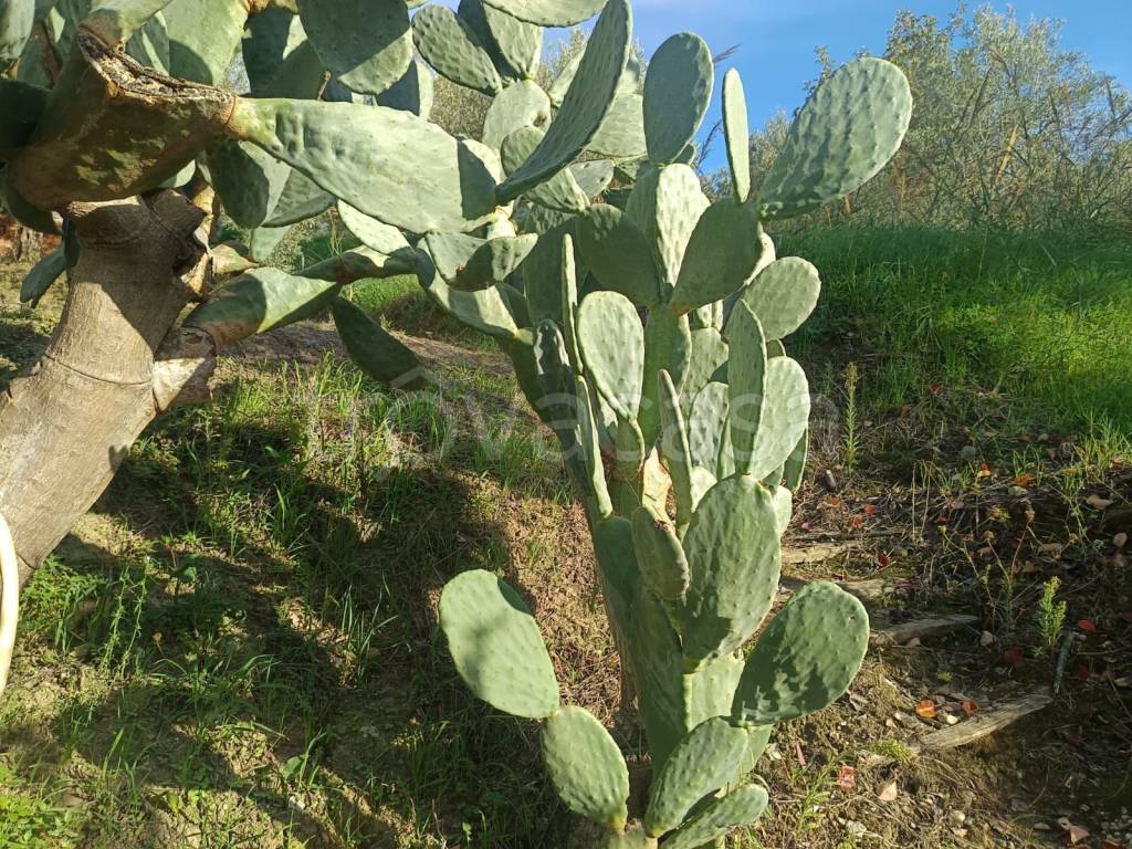 immagine annuncio 4 di 14