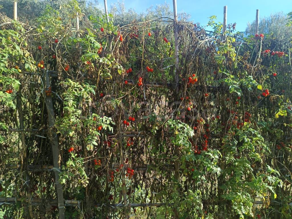 immagine annuncio 11 di 14