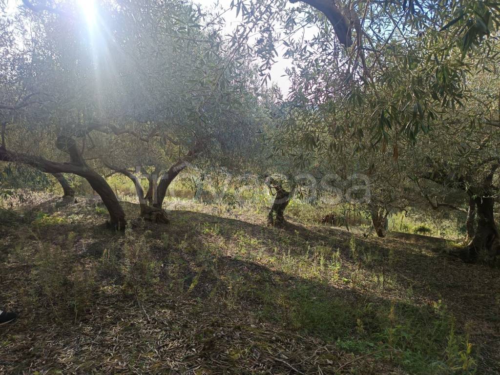 immagine annuncio 12 di 14