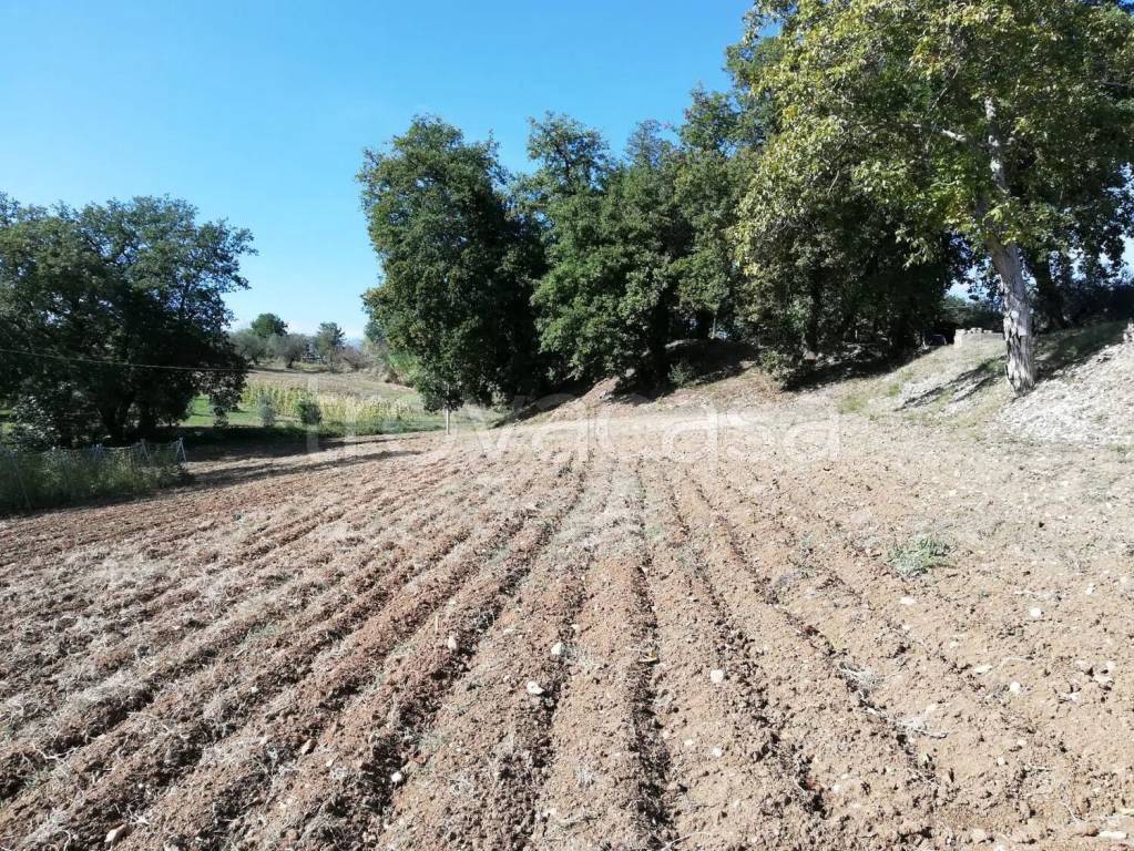 immagine annuncio 3 di 11