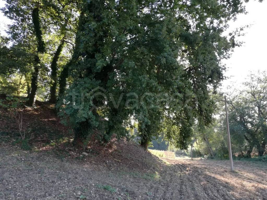 immagine annuncio 4 di 11