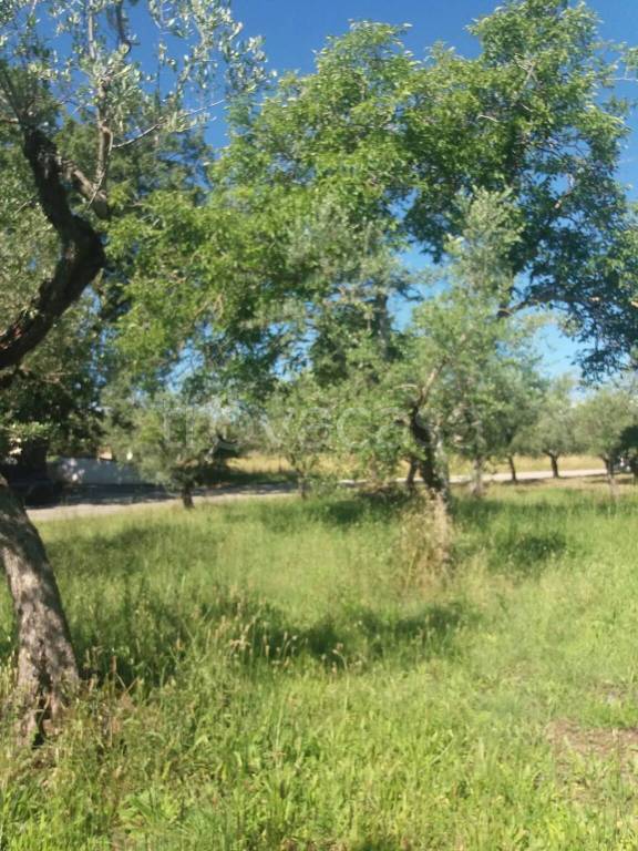 immagine annuncio 3 di 6