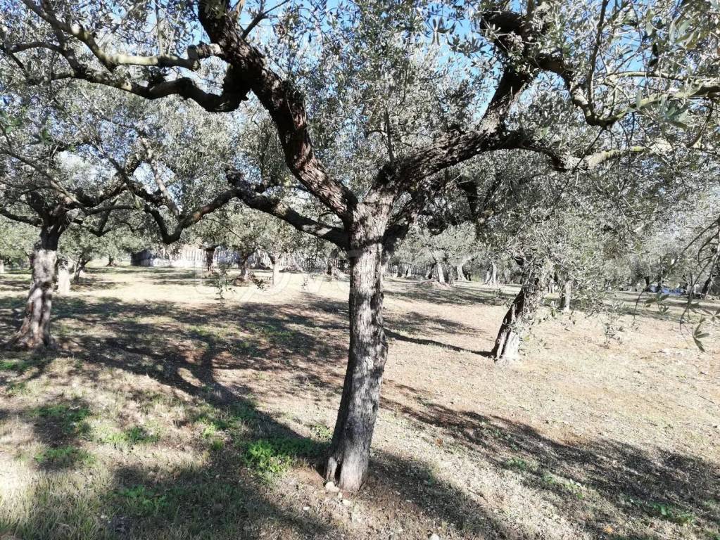 immagine annuncio 8 di 11