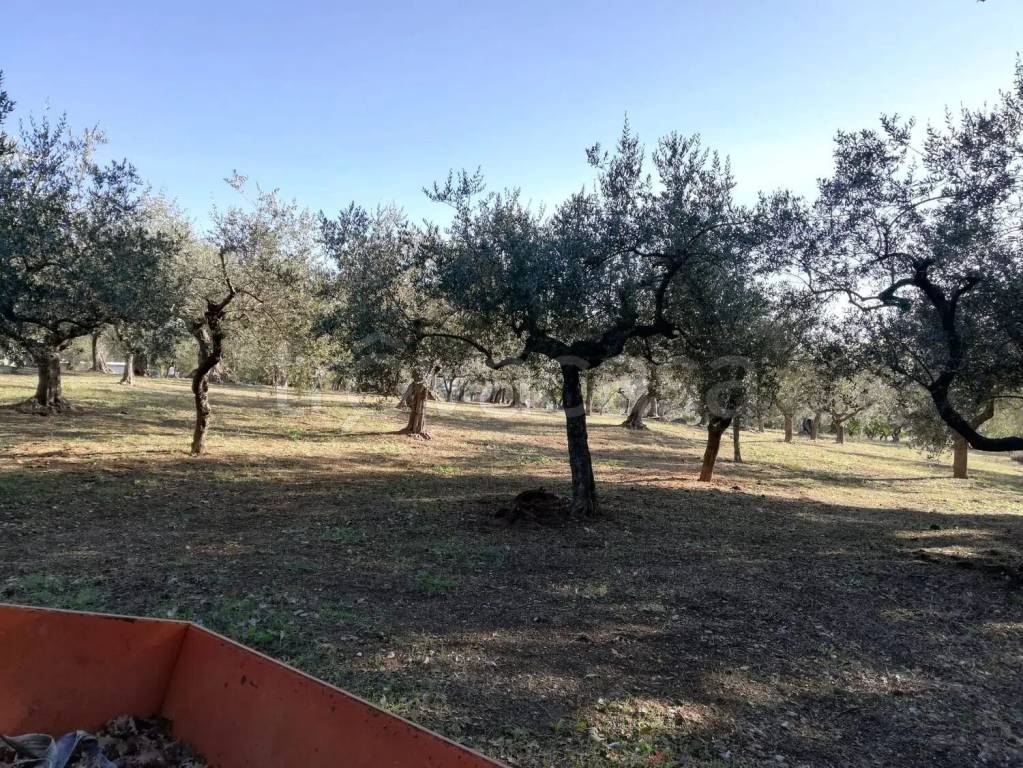 immagine annuncio 9 di 11