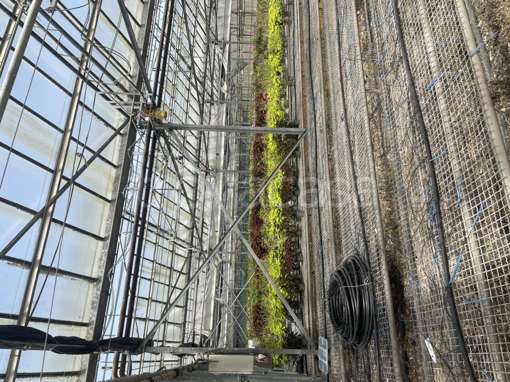 immagine annuncio 4 di 14