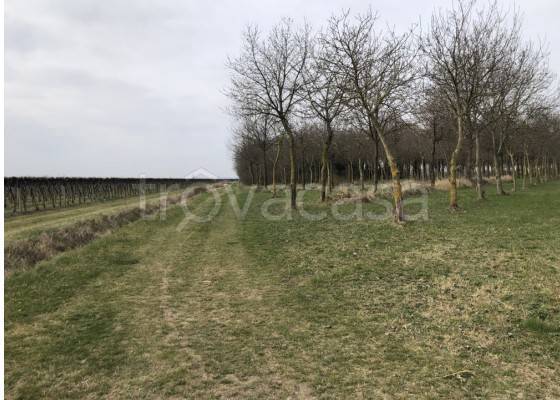 immagine annuncio 4 di 8