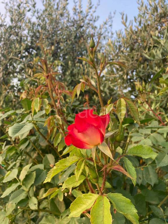 immagine annuncio 8 di 12