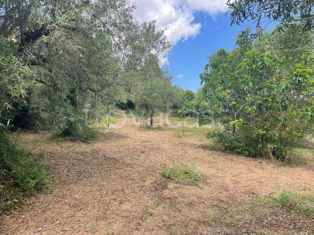 immagine annuncio 4 di 12