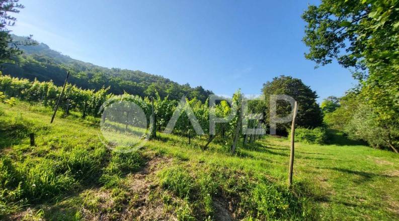 immagine annuncio 5 di 14