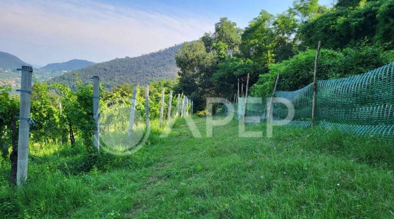 immagine annuncio 7 di 14