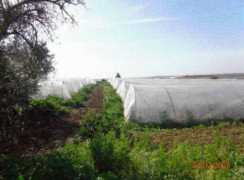 immagine annuncio 2 di 8