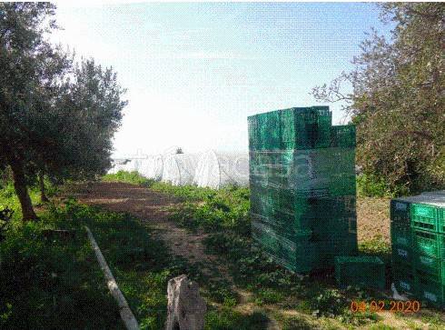 immagine annuncio 4 di 8