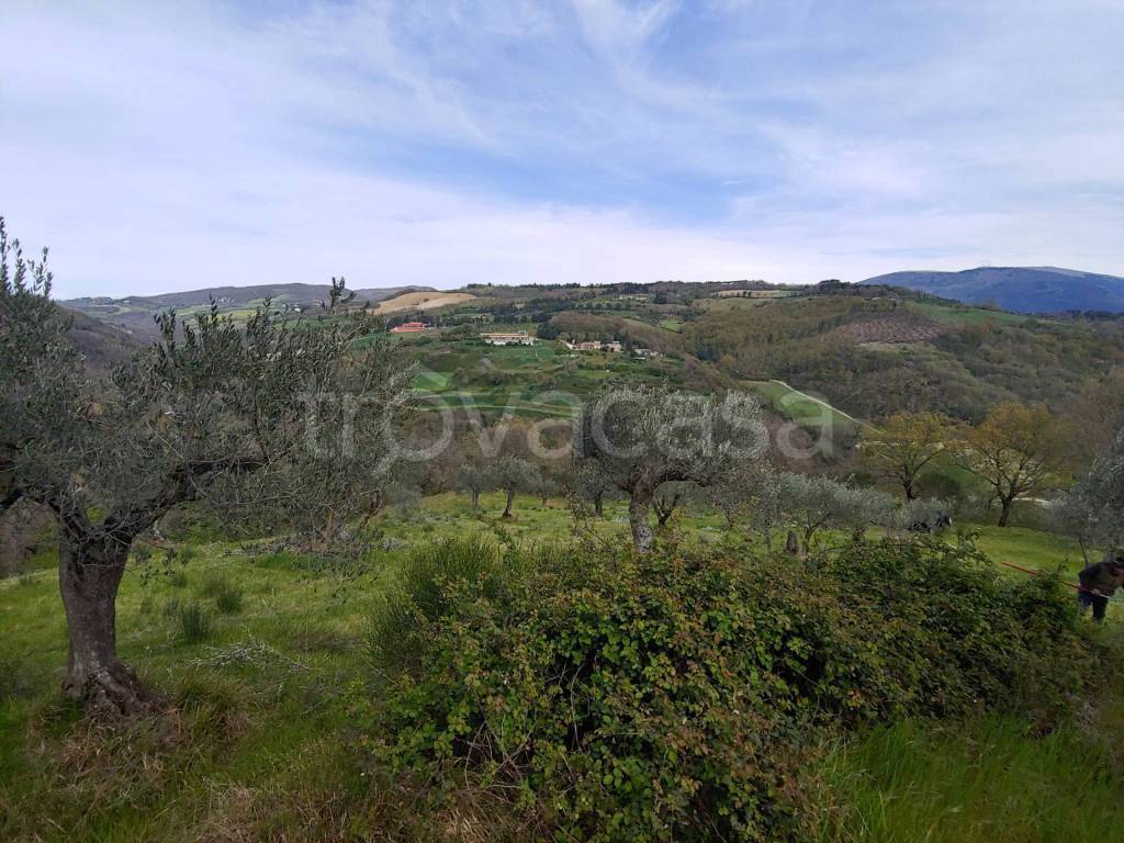 immagine annuncio 2 di 7