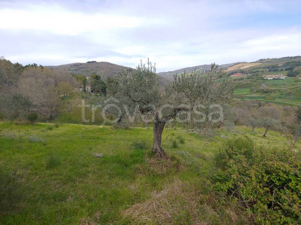 immagine annuncio 4 di 7