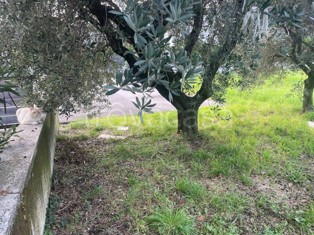 immagine annuncio 4 di 8