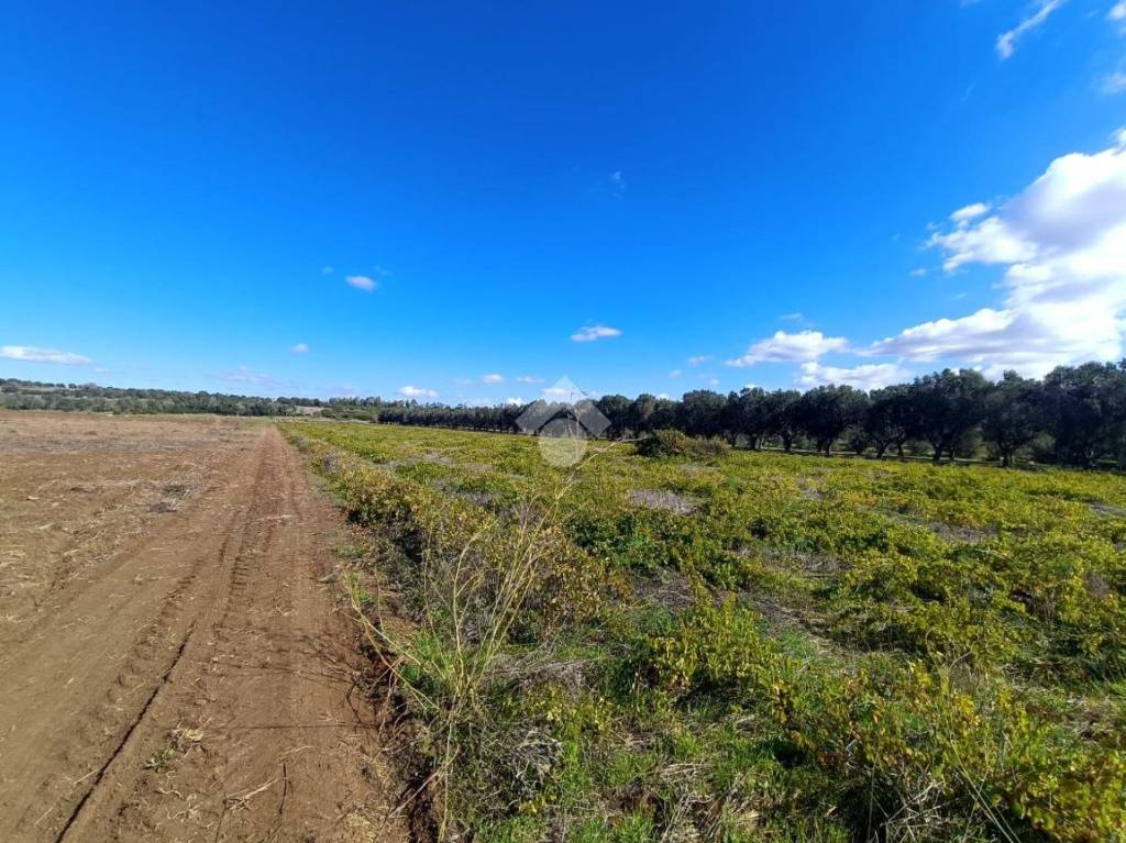 immagine annuncio 1 di 9