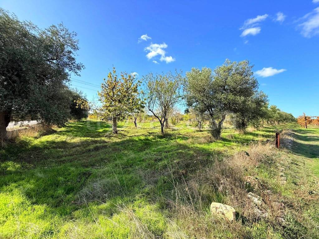 immagine annuncio 4 di 9