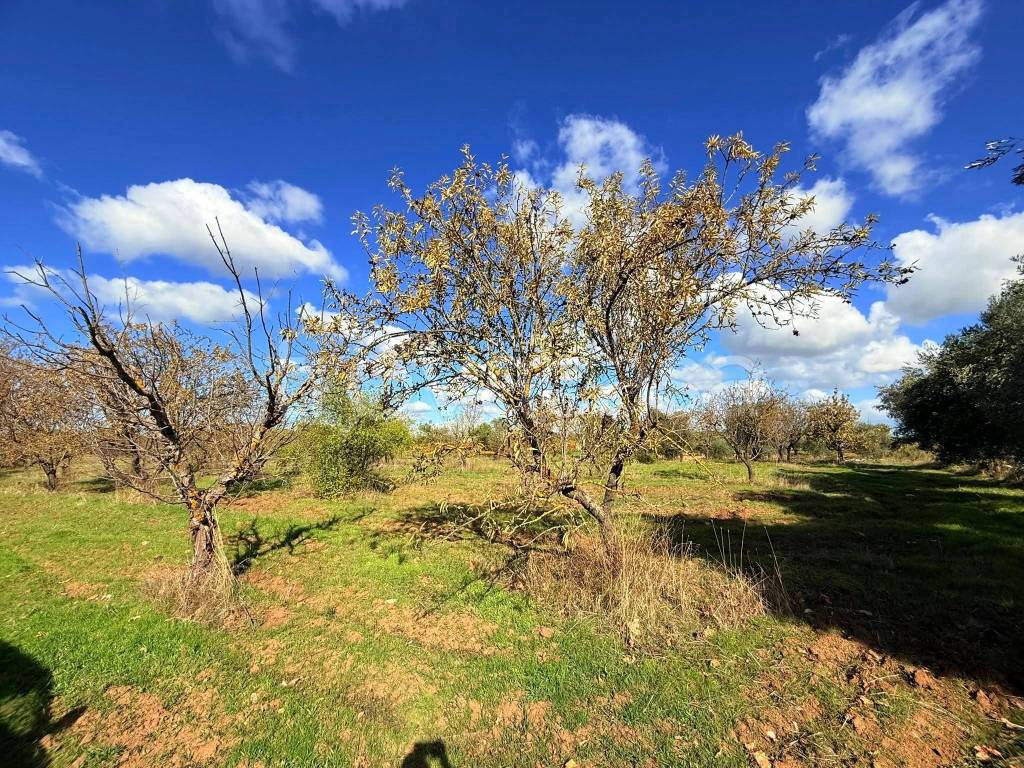 immagine annuncio 6 di 9