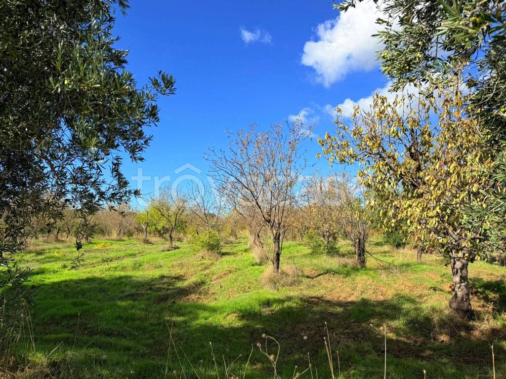 immagine annuncio 7 di 9