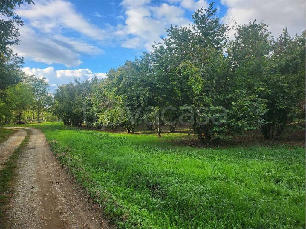 immagine annuncio 9 di 12