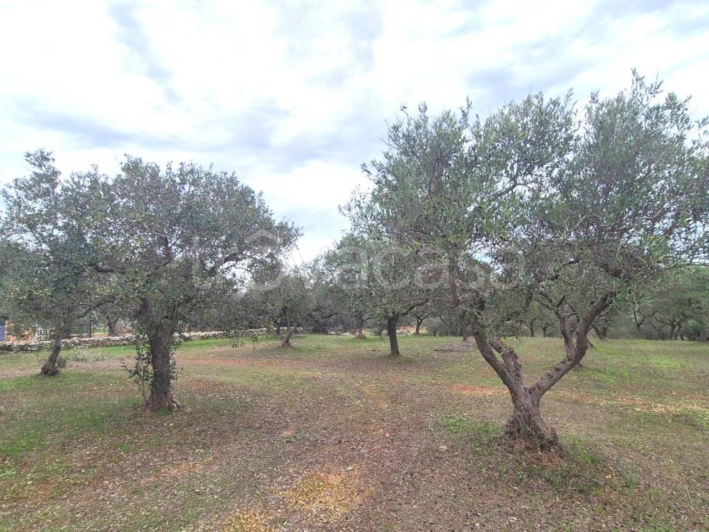 immagine annuncio 8 di 12