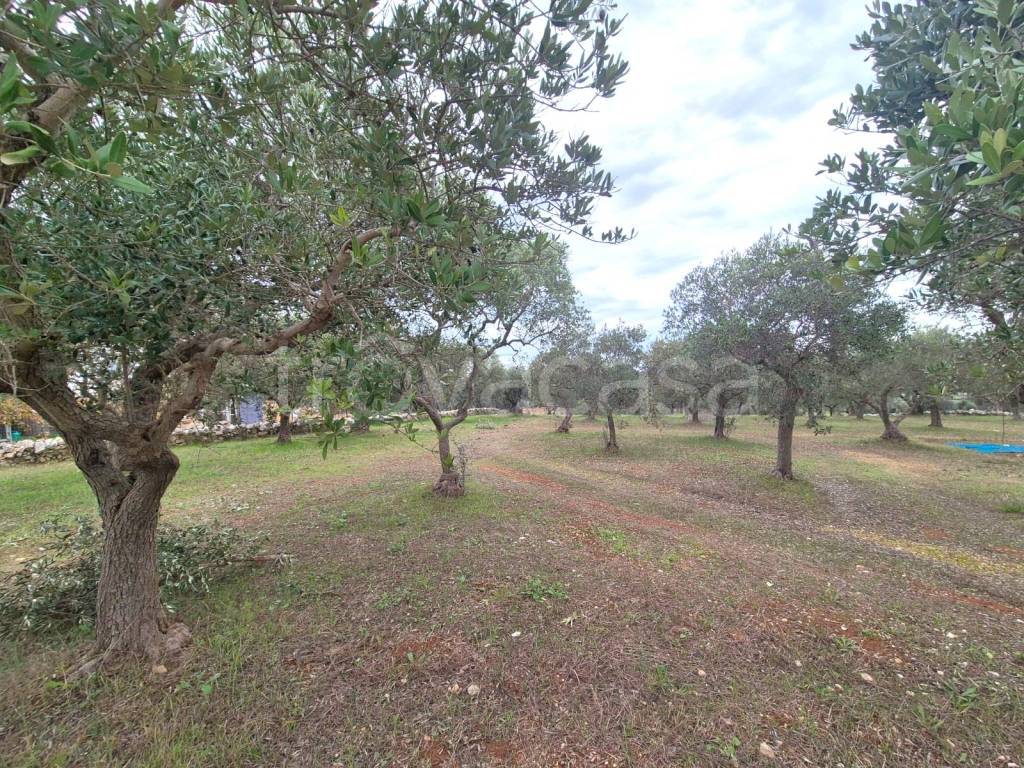 immagine annuncio 9 di 12