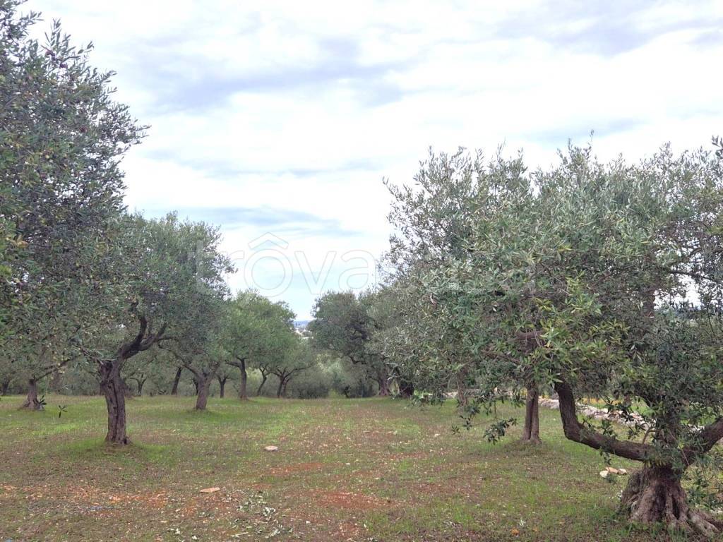 immagine annuncio 10 di 12