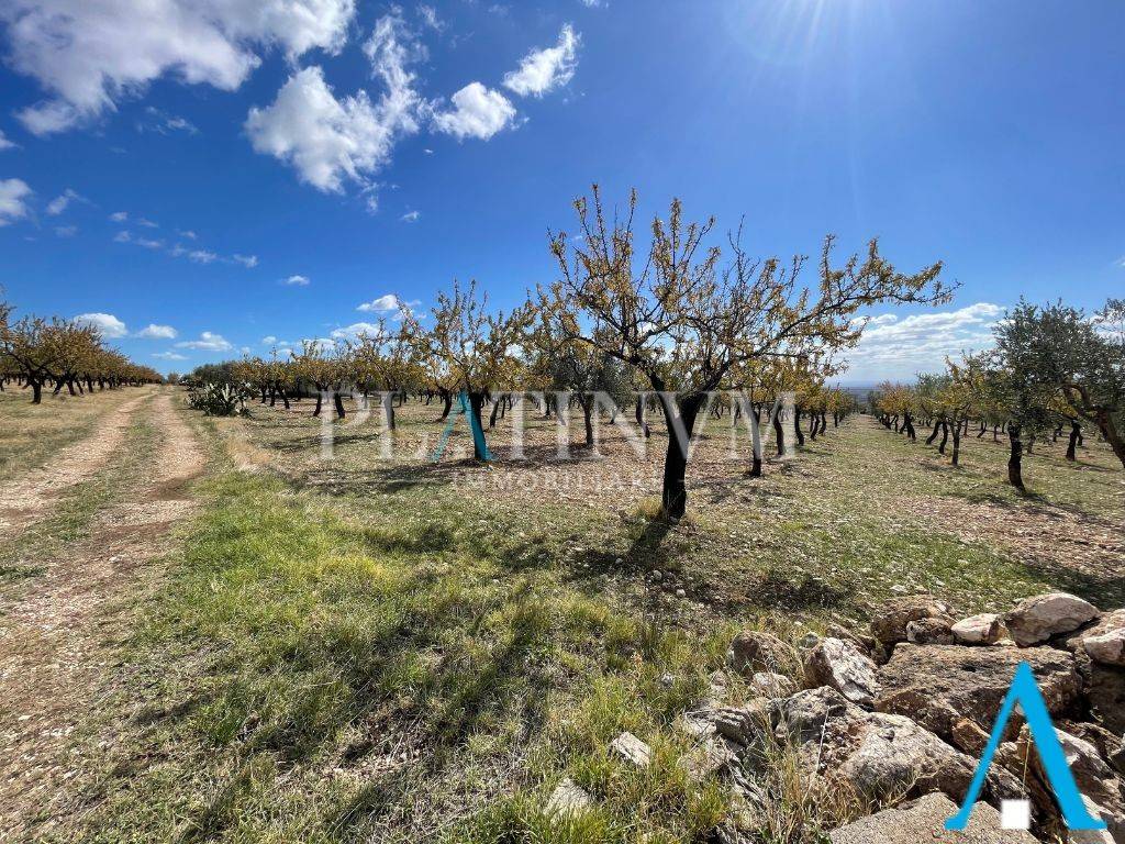 immagine annuncio 10 di 12