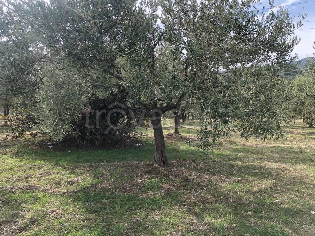 immagine annuncio 1 di 6