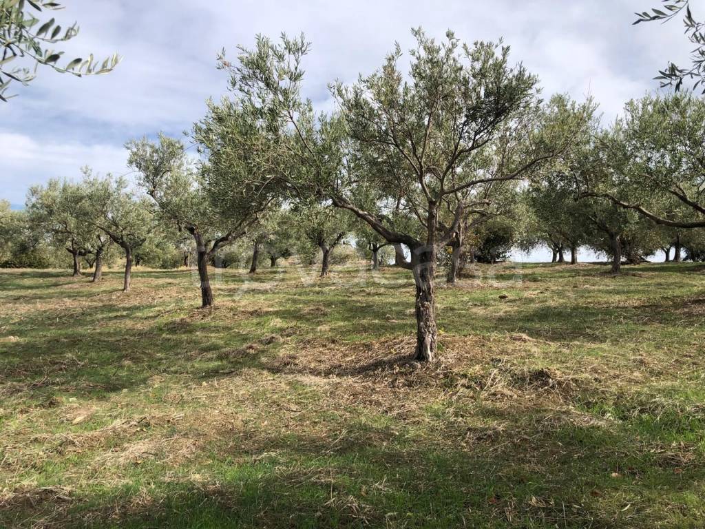 immagine annuncio 2 di 6