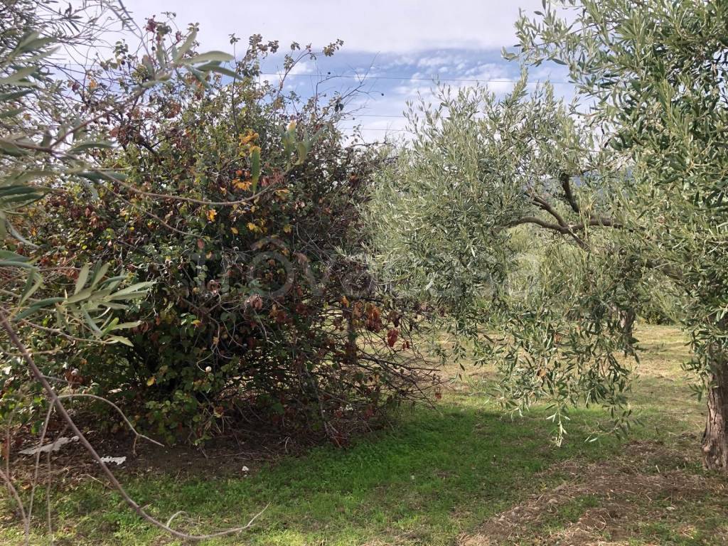 immagine annuncio 3 di 6