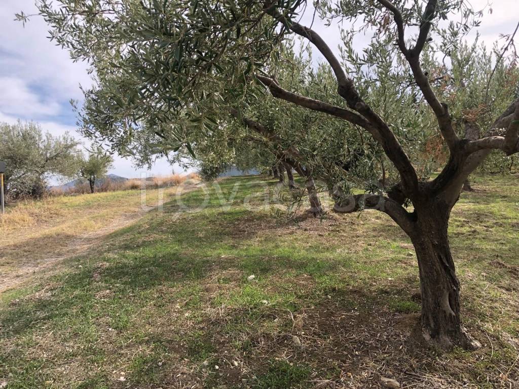 immagine annuncio 4 di 6