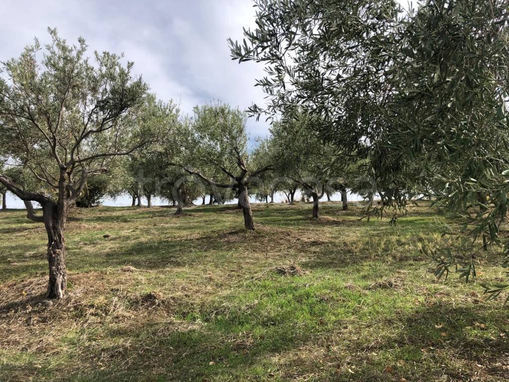 immagine annuncio 5 di 6