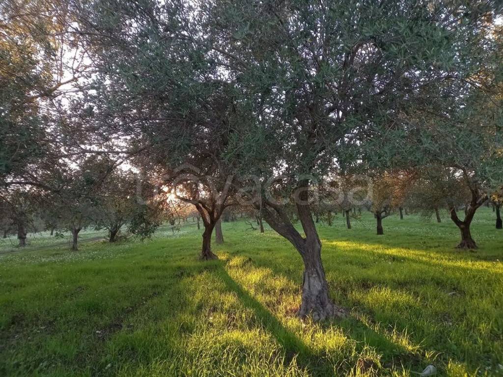 immagine annuncio 1 di 6